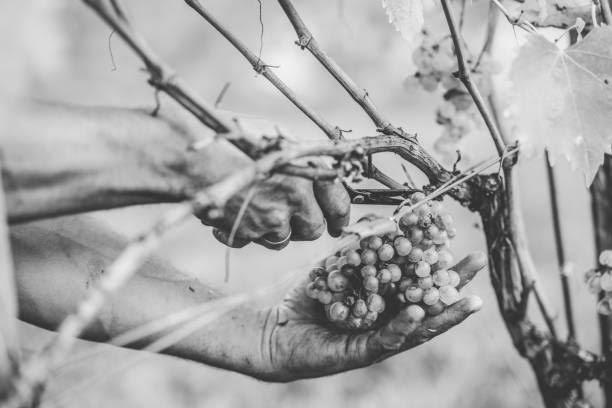 Hands holding grapes on vine