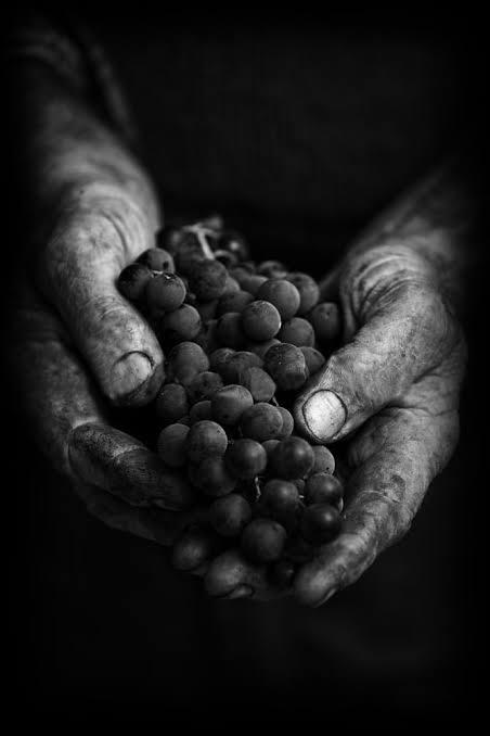 Hands cupping grapes